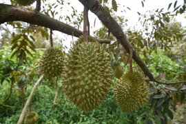 越南建立出口到中国的榴莲种植区和包装厂