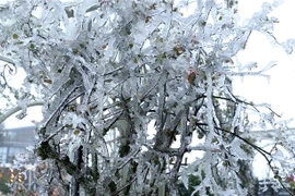 越南北部和北中部出现严寒天气 北部高山区局地气温在0摄氏度以下