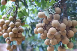 抓紧完成手续 向日本出口龙眼