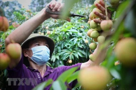 泰国中央集团（Central Retail）将销售约1000吨的北江省陆岸荔枝