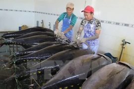 越南新鲜和冷冻金枪鱼对美国市场出口额猛增