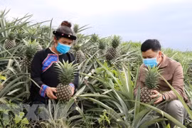 世行与日本为越南弱势群体提供法律援助