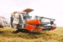 越南大米进军英国市场的大门敞开