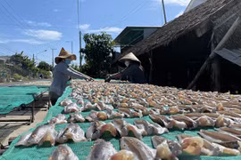 同塔省风干鱼村开足马力忙生产 力保春节期间向市场供应