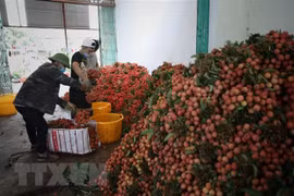 为中国企业和商人在北江省收购荔枝创造便利条件 