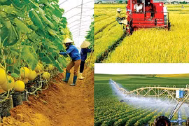 将安江省建设成为九龙江三角洲地区粮食和食品加工中心