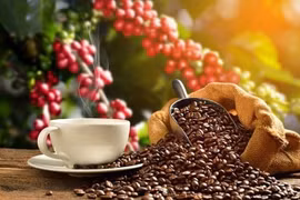 2022年越南特产咖啡大赛开幕