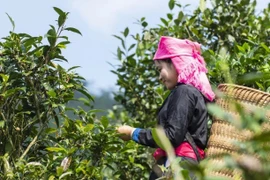 北河县山雪有机茶是越南首个对外出口的有机农产品