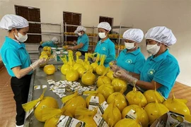 越南和平省对英国出口11吨演柚子