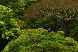 首届自然电影节在越南举行