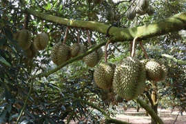 越南51个有编码的榴莲种植园获批对中国出口产品
