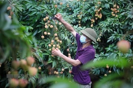 北江省加大对美国市场的荔枝出口力度