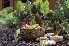 越南有机农产品出口额年均达3.35亿美元