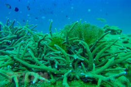 东亚海地区各国强化应对塑料污染和保护海洋生态的合作