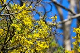 山茶半岛进入盾柱木花季