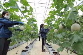 越南拟建立合作社数字化转型促进中心