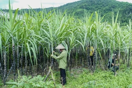 为甜甘蔗季节提出可持续措施 