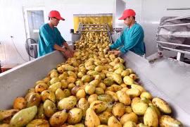 越南企业向伊朗出口潜力巨大