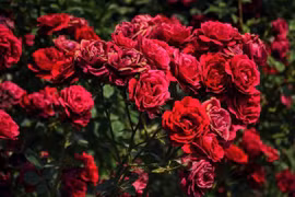 情人节期间大叻玫瑰花价格增加了1-2倍