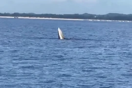 鲸鱼出现在广宁省永实海域