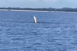 鲸鱼出现在广宁省永实海域