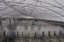 巴地头顿省依靠科技进步 推动渔业可持续发展