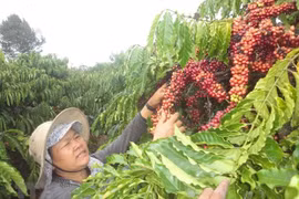 嘉莱省咖啡出口额同比增长近30%