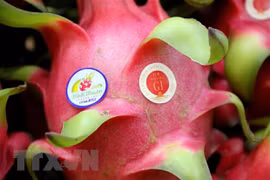 越南多措并举促进向印度市场出口火龙果