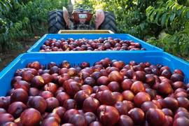 澳大利亚向越南市场试点出口桃子和春桃 