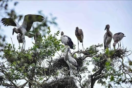 世界自然基金会（WWF）：越南是亚太地区生物多样性保护领先国家之一