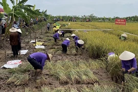 2022年海阳省四旗有机禾虫节首次举行