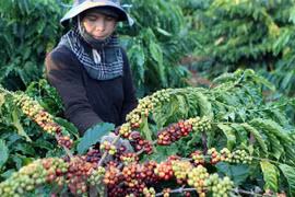 超过1600个农产品和食品获得出口中国的注册编号
