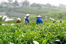 越南太原省保护和发展新疆特产茶叶种植区