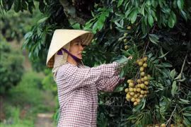 山罗省早熟龙眼助农增收