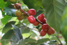 越南与俄罗斯进出口总额持续增长