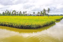 2022年全国稻虾种养模式总面积可达到20万公顷