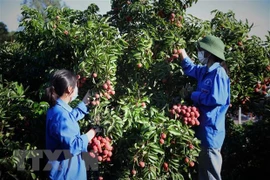 外交部例行记者会：为中国企业和商人在北江省收购荔枝创造便利条件