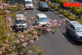 组图：玫红栎铃木染红胡志明市多条街道