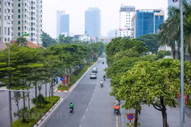 组图：河内市每逢秋季到处可见糖胶树开花并而发出浓烈气味