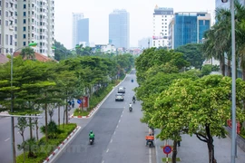 组图：河内市每逢秋季到处可见糖胶树开花并而发出浓烈气味