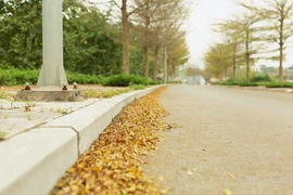 组图：河内秋天景色让人流连忘返