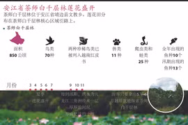 图表新闻：安江省茶师白千层林莲花盛开