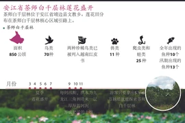 图表新闻：安江省茶师白千层林莲花盛开