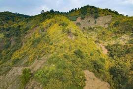 组图：肿柄菊花开时节 西北地区漫山金黄