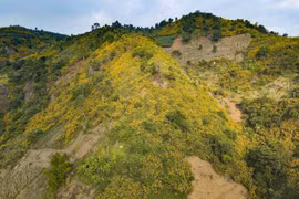 组图：肿柄菊花开时节 西北地区漫山金黄