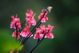 组图：巴拿峰顶上的飞寒樱盛开醉人
