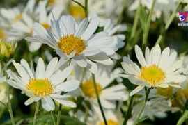 宁平小雏菊花季绚烂盛开