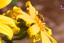 西原地区肿柄菊盛开 染就一片金色浪漫