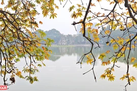 河内市换叶季节（组图）