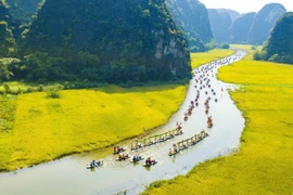 宁平省三谷水稻成熟季节（组图）
